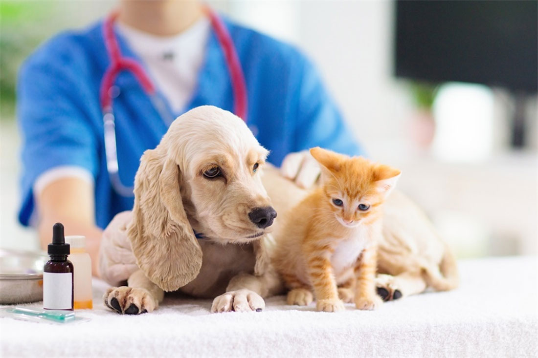veterinarios-2